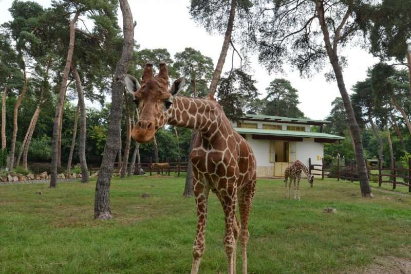 Zsiráf a debreceni állatkerben